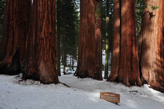 Um grupo de sequoias no Sequoia National Park, na Califórnia - EUA